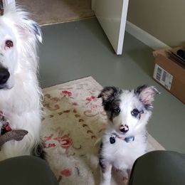 Border Collie Puppies from Cascade Sun Kennels