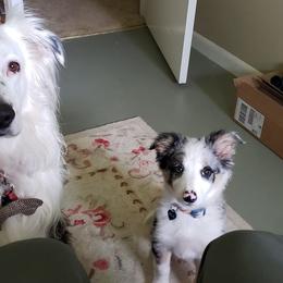 Border Collie Puppies from Cascade Sun Kennels