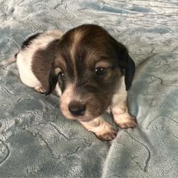 Jersey- Stormie - Cream female Dachshund puppy in Wolf Lake, Indiana from Canisteo Dachshunds