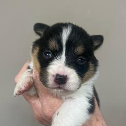 MO-F03 - Black and tan female Pembroke Welsh Corgi puppy in Stockton, Iowa from Infinity Corgis