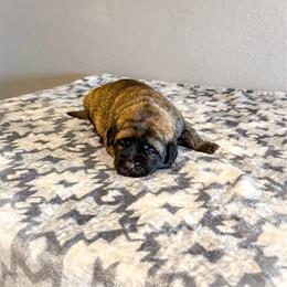 Green collar - Brindle female Anatolian Shepherd Dog puppy in Spokane, Washington from 4D Cattle Dogs