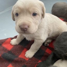 Dilute Retriever Puppies from Virdin’s Silver Labs