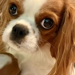 Izzie - Cavalier King Charles Spaniel