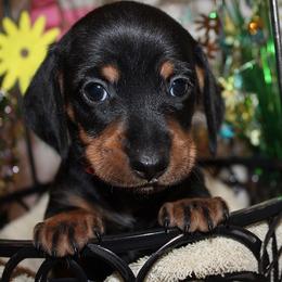 Boy 5 - Black and tan male Dachshund puppy in Craig, Colorado from Rocky Mountain Shih Tzus and Dry Creek Miniature Dachshunds