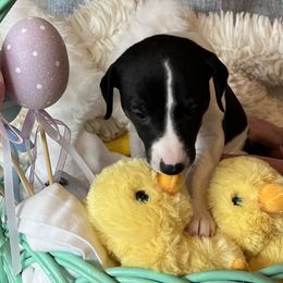 Duper - White and black Whippet puppy in Belgrade, Montana from Lexylews Montana Whippets