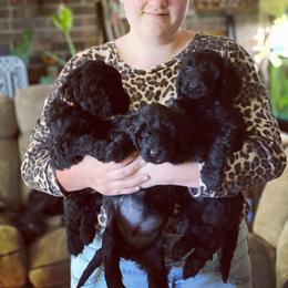 Goldendoodle, Miniature Schnauzer, and Poodle Puppies from 501Doodles