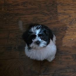 Boy 1 - Black and white male Shih Tzu puppy in White Pigeon, Michigan from Kathys Yorkie and Shih-tzu Cuties