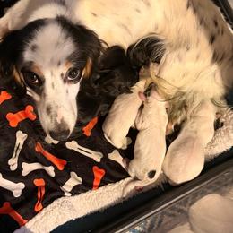 Willa - Dachshund
