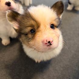 Grim - Sable male Pembroke Welsh Corgi puppy in Boyd, Texas from Barker's Corgis