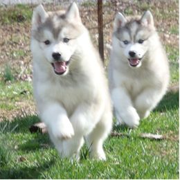 Pomsky and Siberian Husky Puppies from Hudson’s Huskies & Pomskies