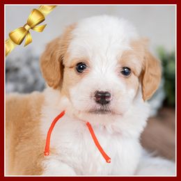 Charlie - Red male Bernedoodle puppy in Connersville, Indiana from Deaz Doodle Ranch