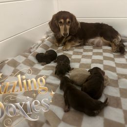 Dachshund and French Bulldog Puppies from Dazzling Frenchies and Doxies
