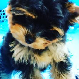 Yorkshire Terrier Puppies from Twilights Yorkies