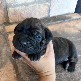 Purple collar - Chestnut brindle female Cane Corso puppy in Tucson, Arizona from Cane Corso Friends