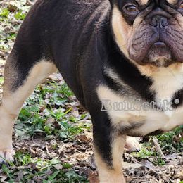 Troy - French Bulldog