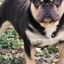Troy - French Bulldog