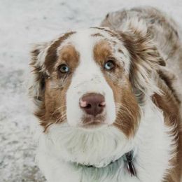Aussiedoodles and Australian Shepherds from Simon's Doodles