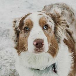 Aussiedoodles and Australian Shepherds from Simon's Doodles