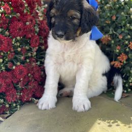 Bernedoodle Puppies from White Oak