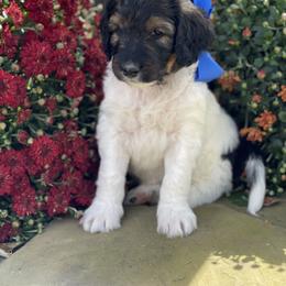 Bernedoodle Puppies from White Oak