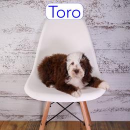 Toro - Chocolate male Assorted Doodle Crosses puppy in Calhoun, Georgia from Happy Top Doodles