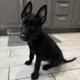 Dark Blue Collar - Black male Belgian Malinois puppy in Muskegon, Michigan from Red Acres Working Line K9s