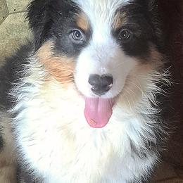 TAYLOR - Black tri-color male Australian Shepherd puppy in Elk Creek, Missouri from Hearts on Fire Australian Shepherds