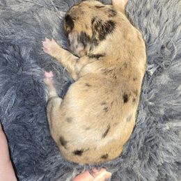 Boy 2 - Dapple male Dachshund puppy in Barre, Massachusetts from Central Mass Dachshunds