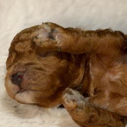 The Little Charmer - Red  male Poodle puppy in Davie, Florida from Dave Poodles