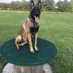 Belgian Malinois and German Shepherd Puppies from Leash of Honor LLC