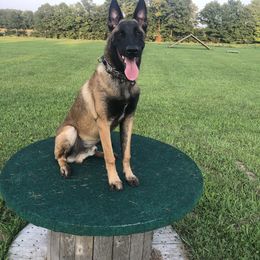 Belgian Malinois and German Shepherd Puppies from Leash of Honor LLC