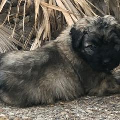 Bouvier des Flandres Puppies from Seasons of Joy Farm and Ranch