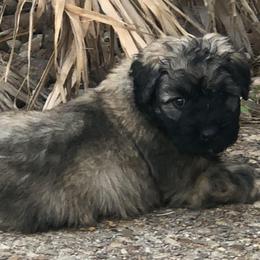 Bouvier des Flandres Puppies from Seasons of Joy Farm and Ranch
