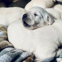 Labrador Retriever Puppies from Knotty Creek Labradors