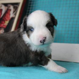 Boy 2 - Blue merle male Miniature American Shepherd puppy in Elgin, Oregon from LongMile Aussies