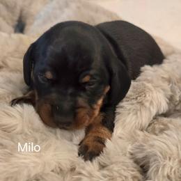 Milo - Black and tan male Dachshund puppy in Greer, South Carolina from Dora's Dachshunds