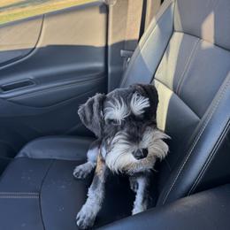 Border Collie and Miniature Schnauzer Puppies from Circle R Sidney