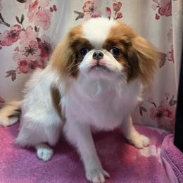 Japanese Chin Puppies from Windhaven Japanese Chin
