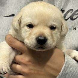 Yellow male 1 - Yellow male Labrador Retriever puppy in Bethlehem, Pennsylvania from Reilly Lane Labradors LLC