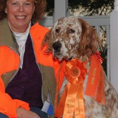 English Setter All Grown Up from Hiddenlane Kennels