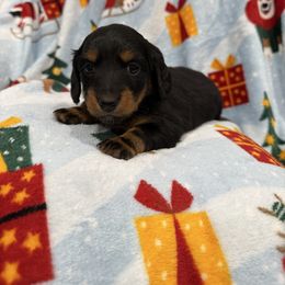 Ruth - Black female Dachshund puppy in Troup, Texas from Darling Doxies