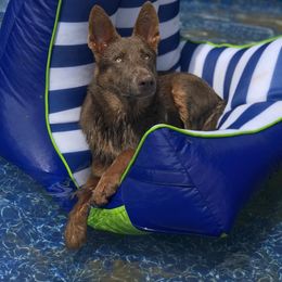 German Shepherd Puppies from Dream Works German Shepherds