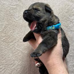 Blue Collar - Sable male German Shepherd puppy in Willington, Connecticut from Wertvoll German Shepherds