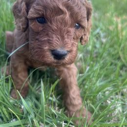 Cavapoo Puppies from Jorden’s Cavapoo’s