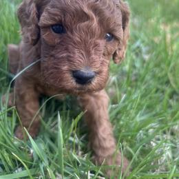 Cavapoo Puppies from Jorden’s Cavapoo’s