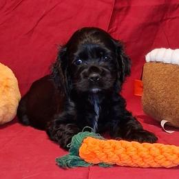 Theodore - Black male Cocker Spaniel puppy in Crossville, Tennessee from Timber Sunrise Cockers