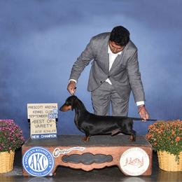 Ch The Hinks Dream Ron Turcotte - Black and tan male Dachshund puppy in Gavilan Hills, California from Bacchanal Kennel/Ranch