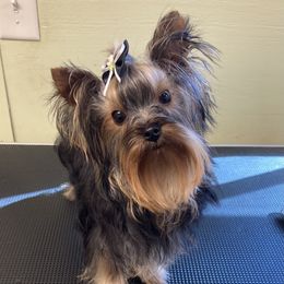 Bracken - Yorkshire Terrier