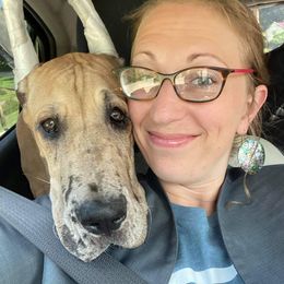 Great Dane Puppies from F&B Kennels