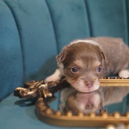 Anna 4800 - Silver and white female Chihuahua puppy in Miami, Florida from Natalias Tiny Chihuahuas